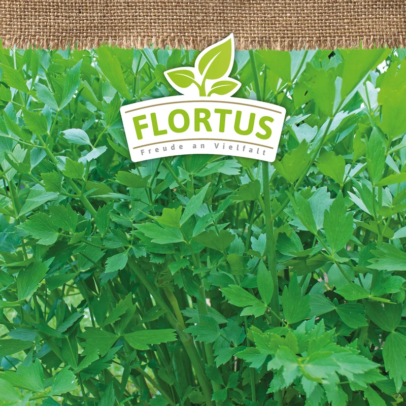 Liebstöckel | BIO Liebstöckelsamen von FLORTUS