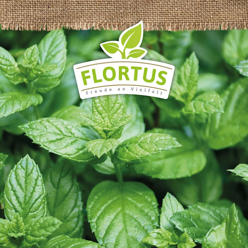 Pfefferminze | BIO Pfefferminzsamen von FLORTUS