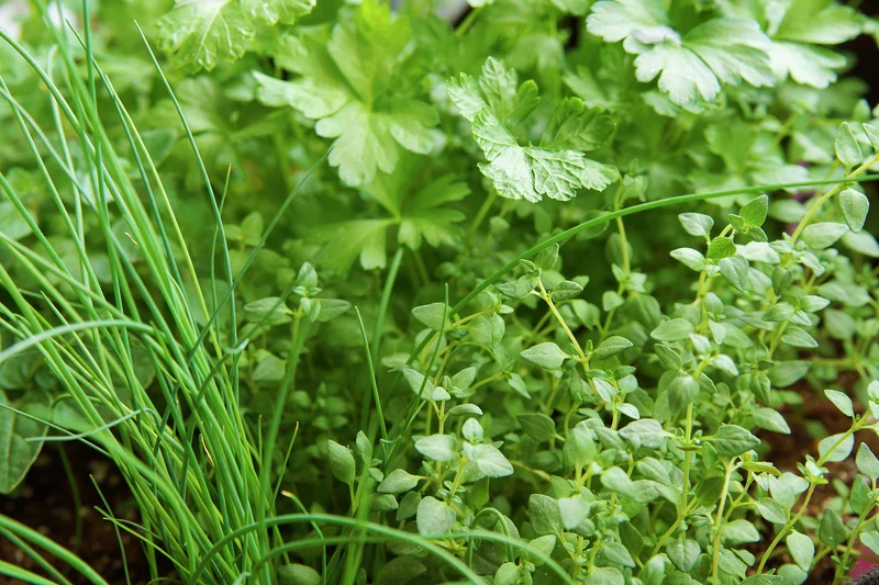 BIO Kräuter-Set (12 Sorten) | Kräutersamen von FLORTUS