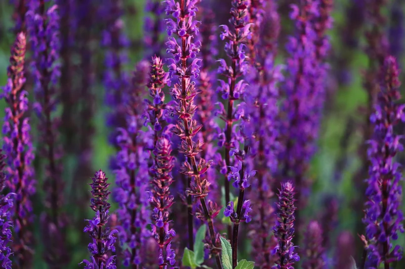 Steppen-Salbei (Salvia nemorosa)