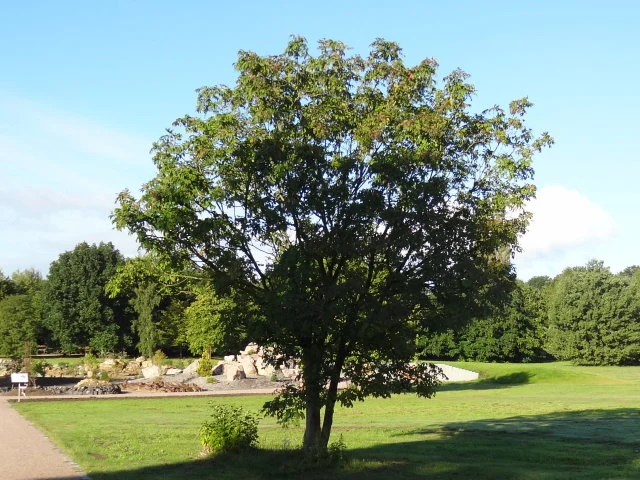 Blumenesche (Fraxinus ornus)