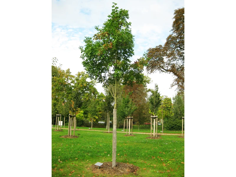 Blumenesche (Fraxinus ornus)