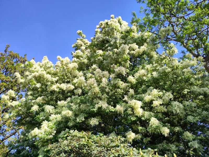 Blumenesche (Fraxinus ornus)