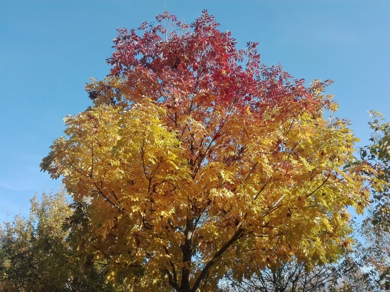 Blumenesche (Fraxinus ornus)