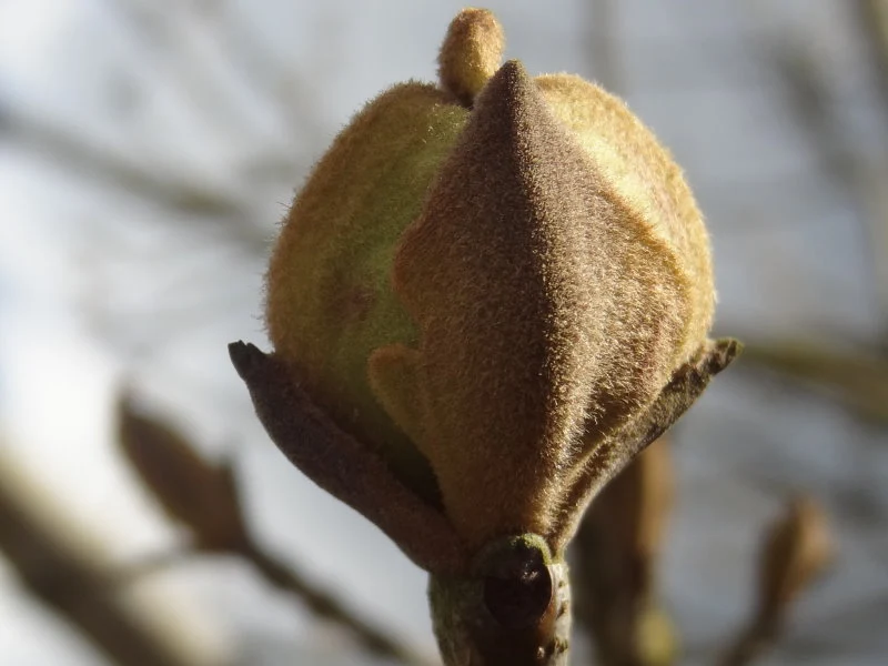 Blumenesche (Fraxinus ornus)