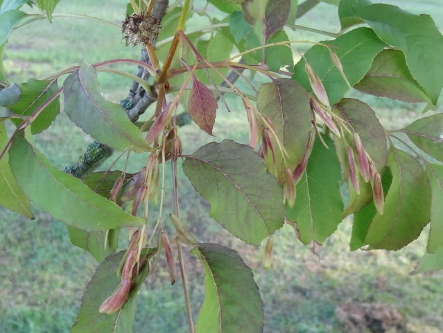 Blumenesche (Fraxinus ornus)