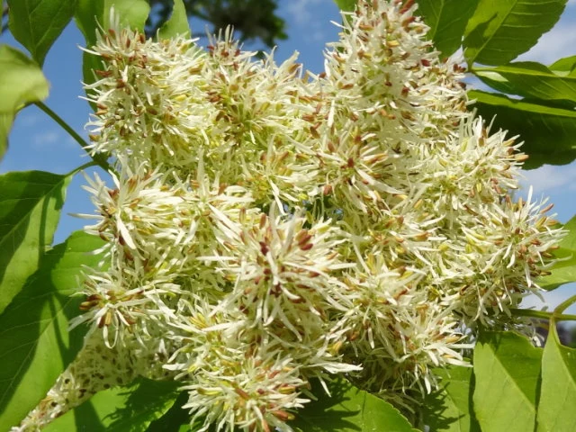 Blumenesche (Fraxinus ornus)