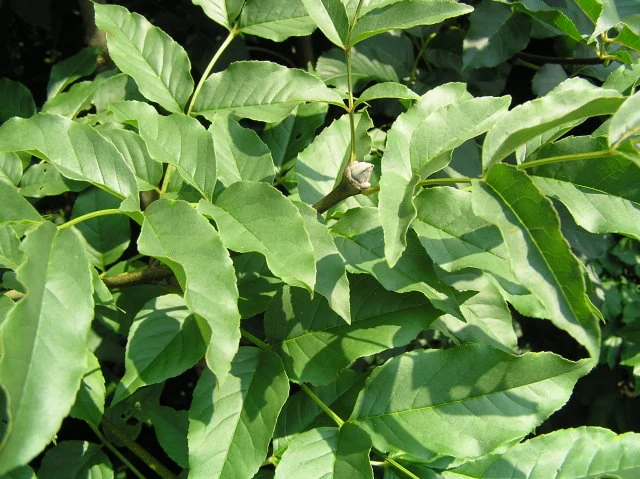 Blumenesche (Fraxinus ornus)