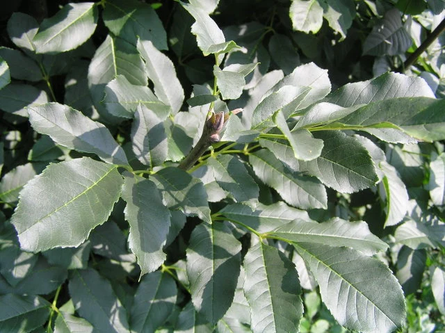 Blumenesche (Fraxinus ornus)