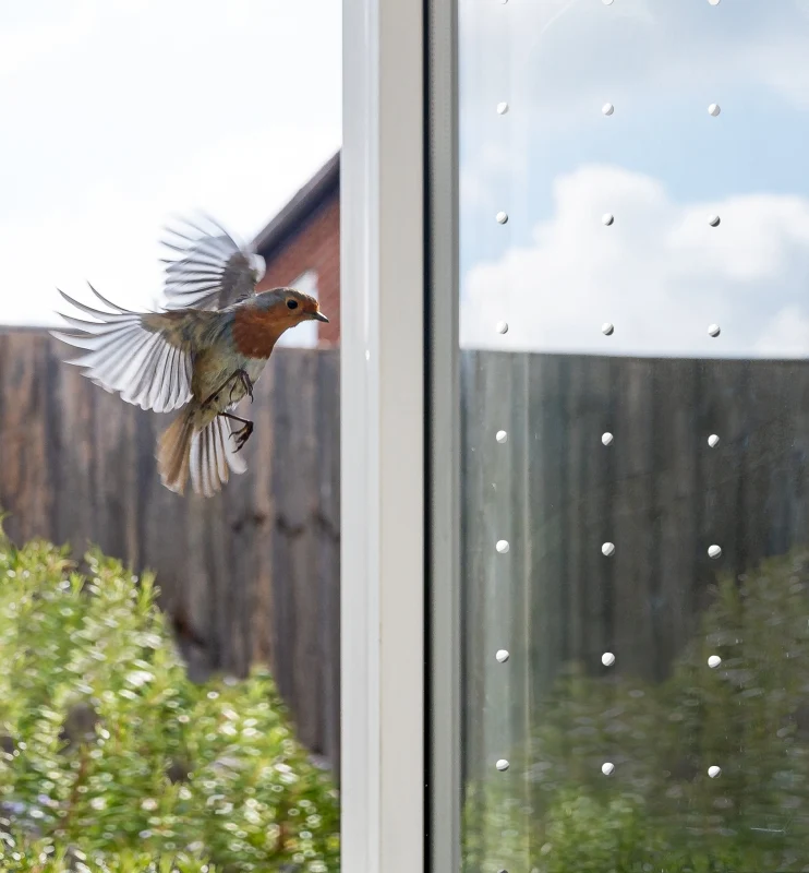 Vogelschutz-Muster für die Fensterscheibe (5 qm)