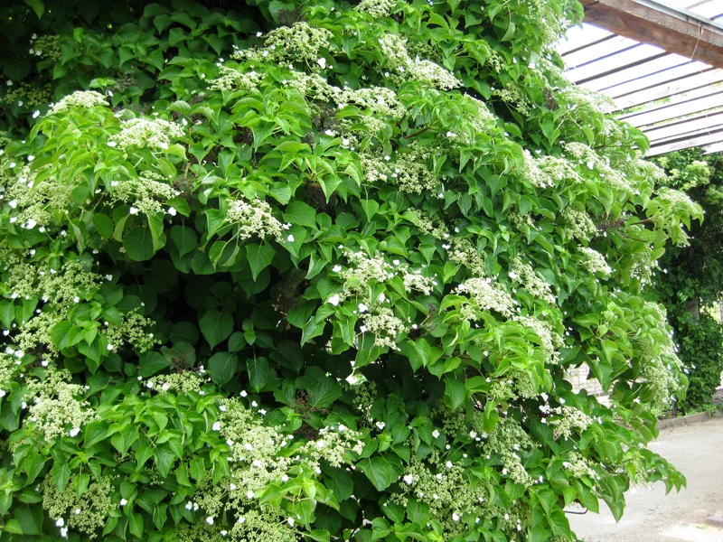 Kletterhortensie (Hydrangea petiolaris)