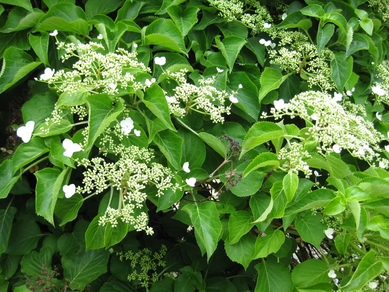 Kletterhortensie (Hydrangea petiolaris)