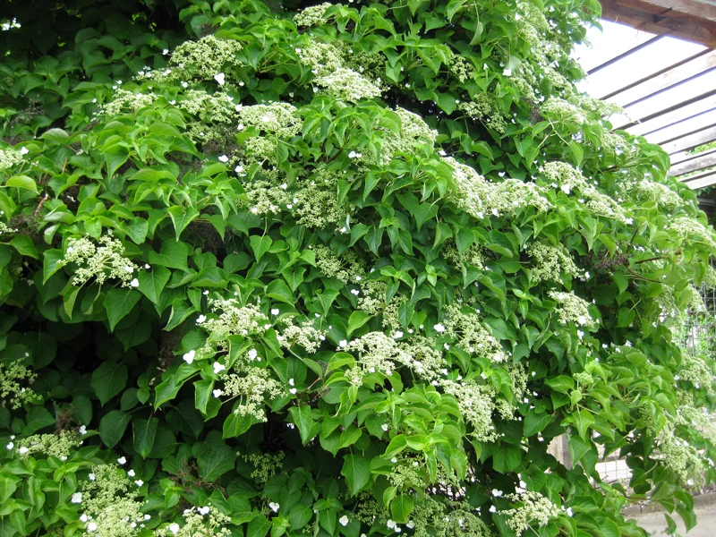 Kletterhortensie (Hydrangea petiolaris)