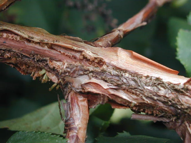 Kletterhortensie (Hydrangea petiolaris)