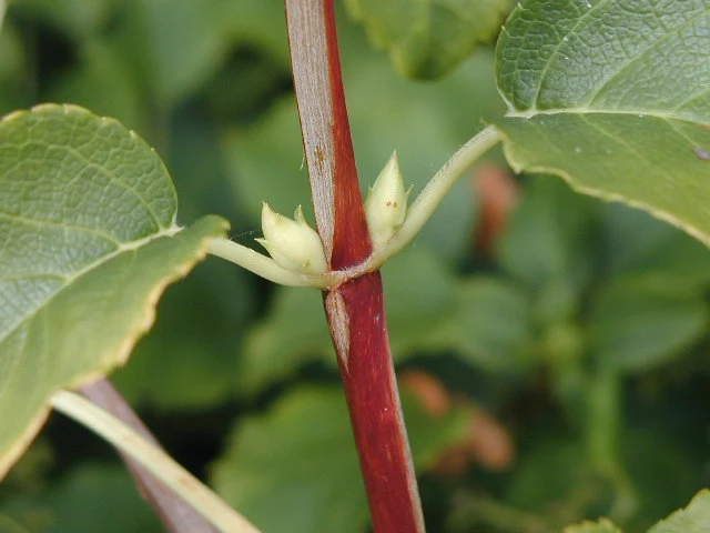 Kletterhortensie (Hydrangea petiolaris)
