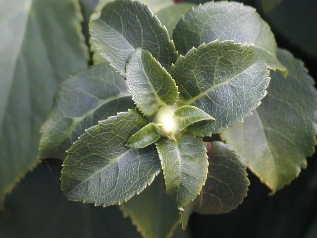 Kletterhortensie (Hydrangea petiolaris)