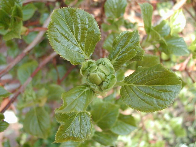 Kletterhortensie (Hydrangea petiolaris)