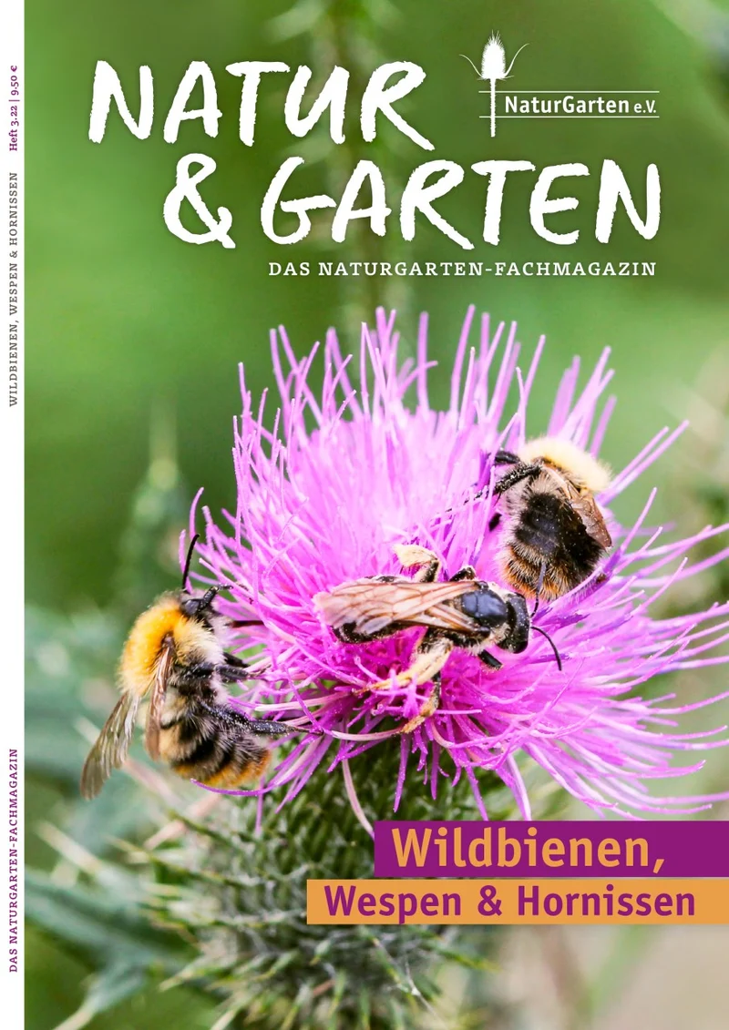 Wildbienen, Wespen & Hornissen