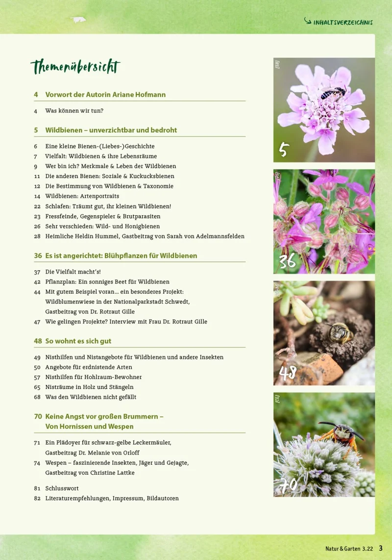 Wildbienen, Wespen & Hornissen