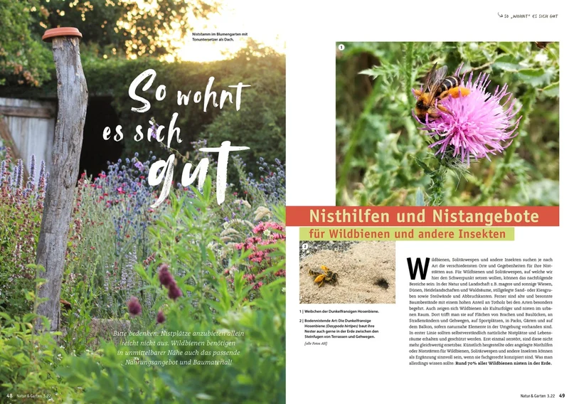 Wildbienen, Wespen & Hornissen