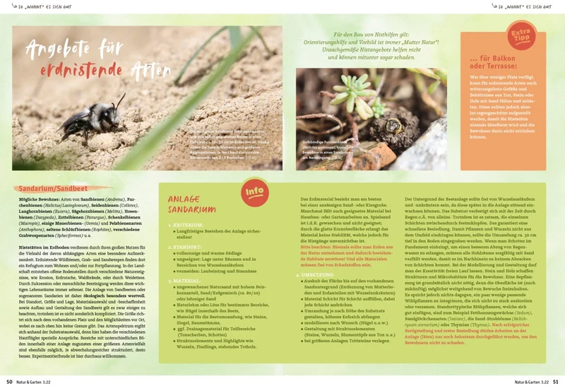 Wildbienen, Wespen & Hornissen