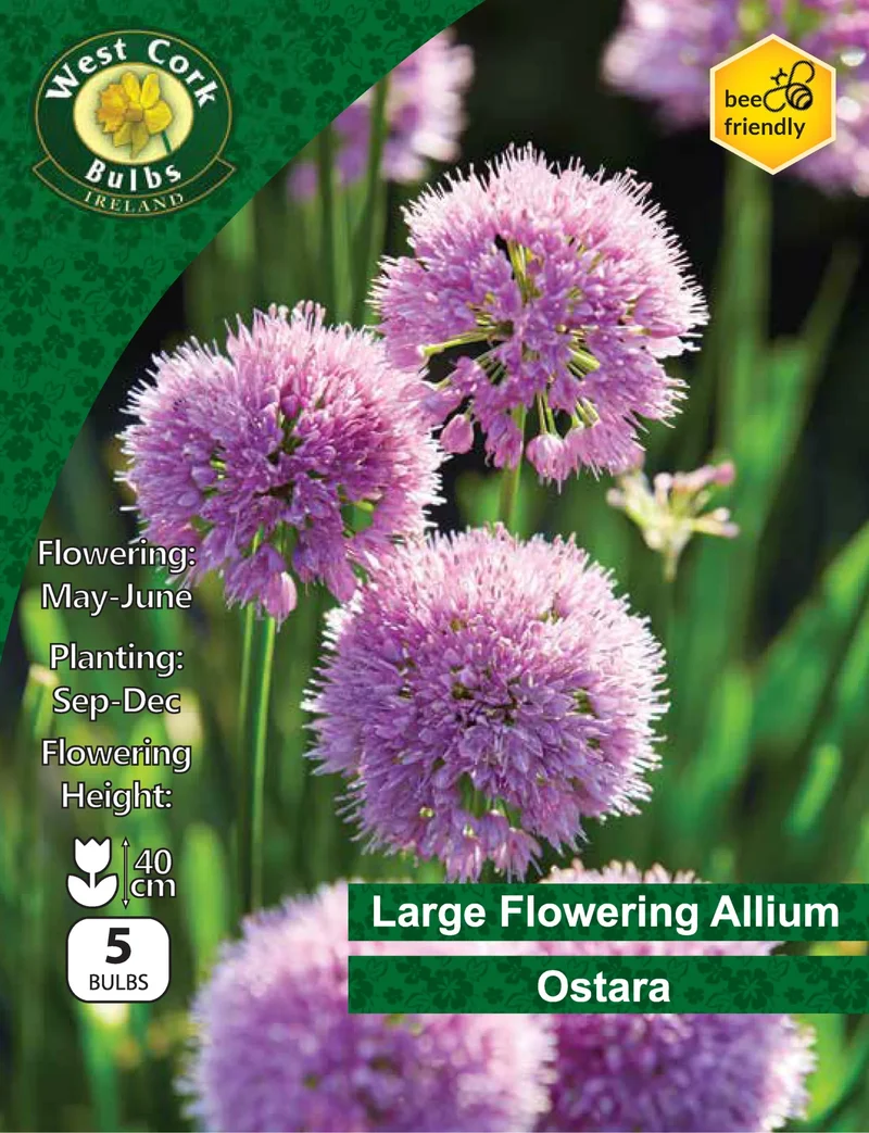 Allium Bulbs: Ostara