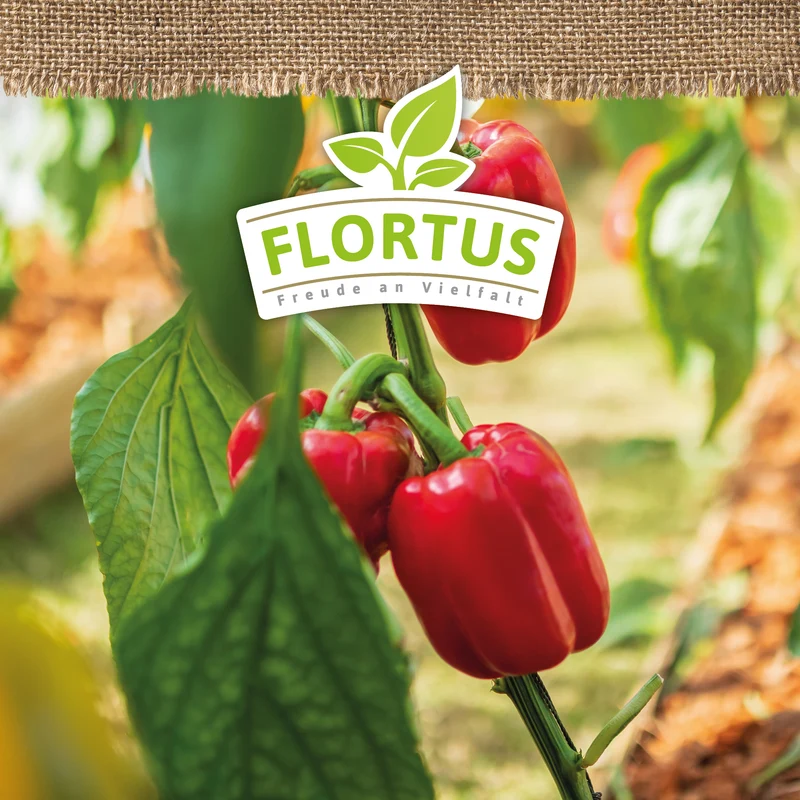 Paprika Yolo Wonder | BIO Paprikasamen von FLORTUS
