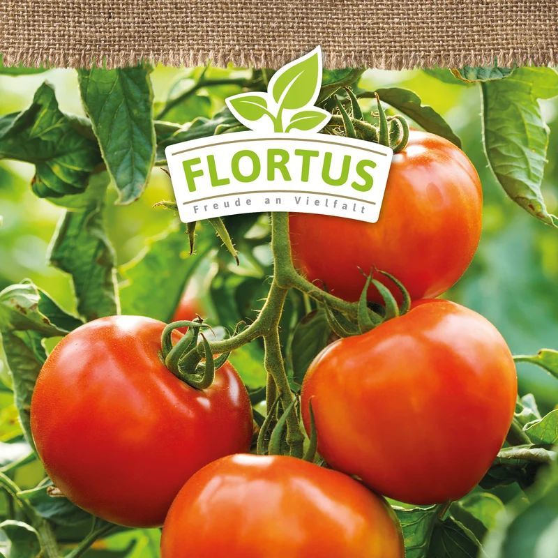 Tomate Moneymaker | BIO Tomatensamen von FLORTUS