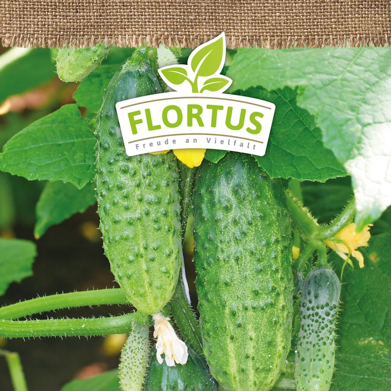 Einlegegurke Vorgebirgstrauben | BIO Gurkensamen von FLORTUS