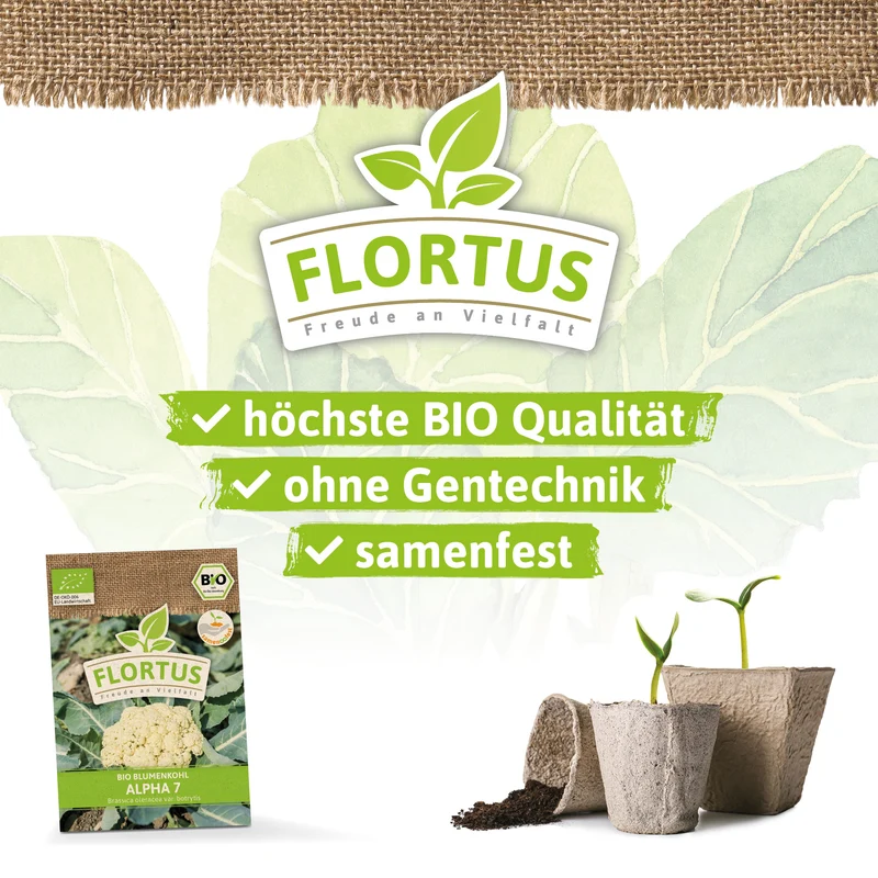 Blumenkohl Alpha 7 | BIO Kohlsamen von FLORTUS