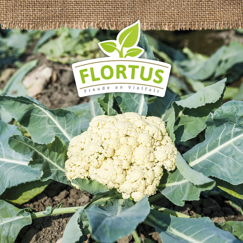 Blumenkohl Alpha 7 | BIO Kohlsamen von FLORTUS