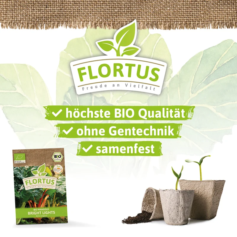 Mangold Bright Lights | BIO Mangoldsamen von FLORTUS
