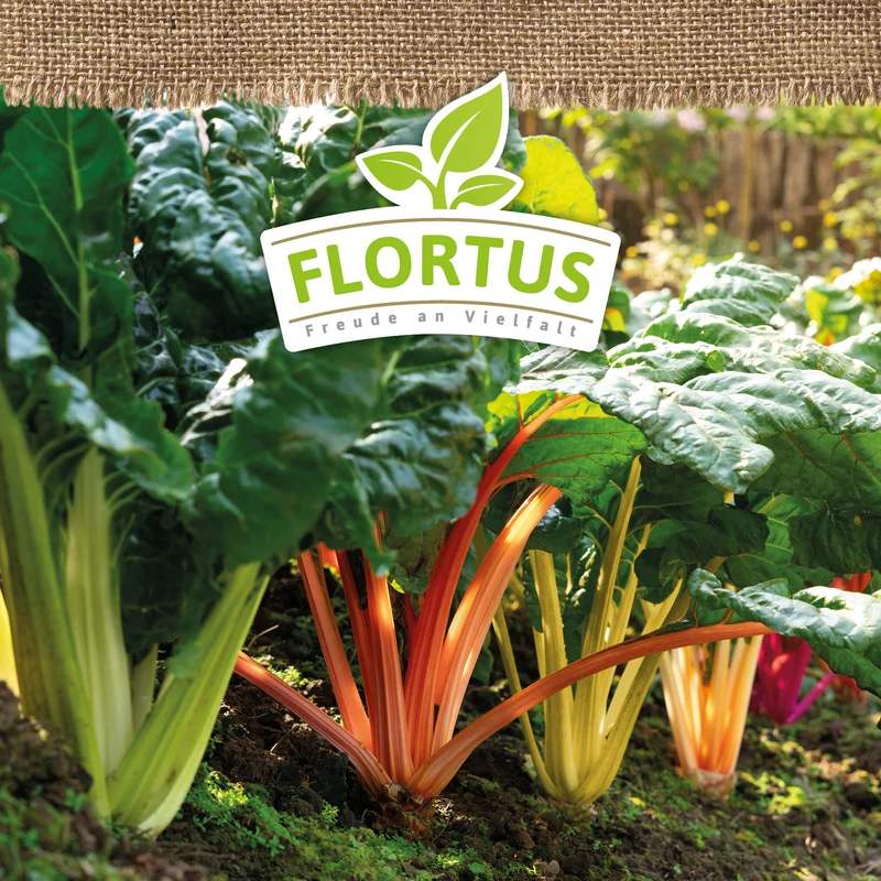 Mangold Bright Lights | BIO Mangoldsamen von FLORTUS