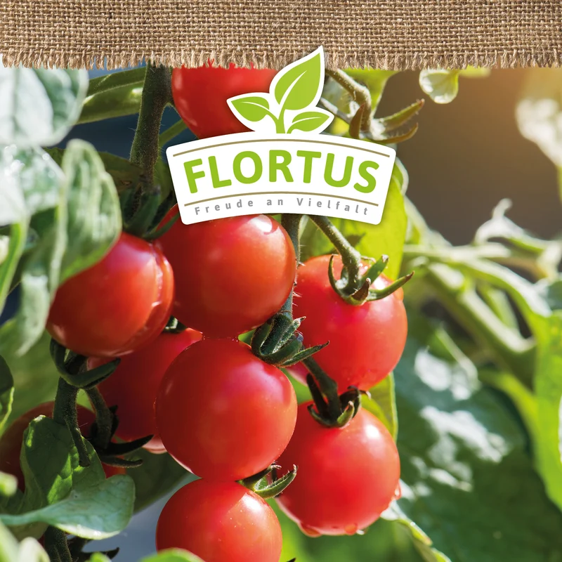 Kirschtomate Zuckertraube | BIO Tomatensamen von FLORTUS