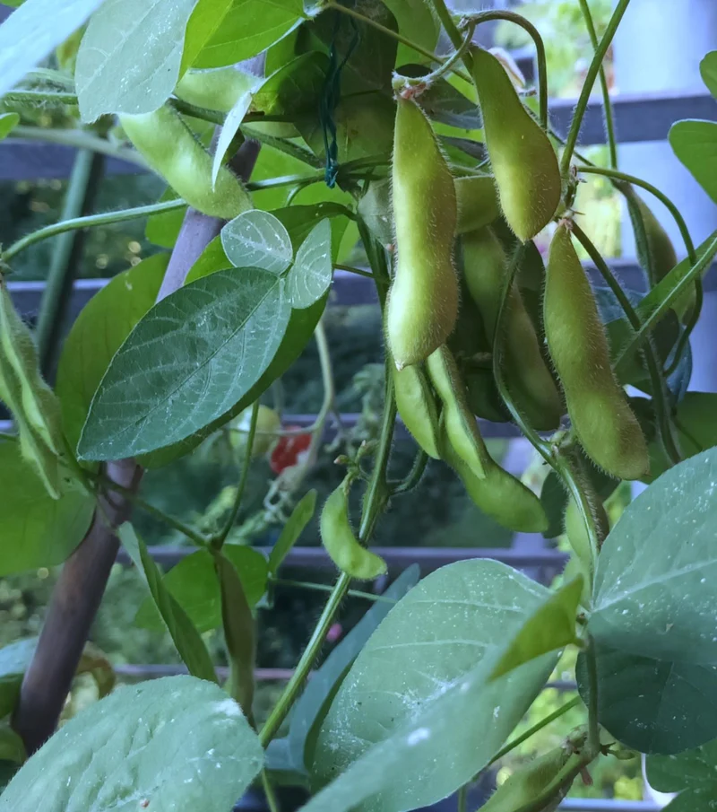 Edamame Sojabohne Hokkai Green - 35 Samen