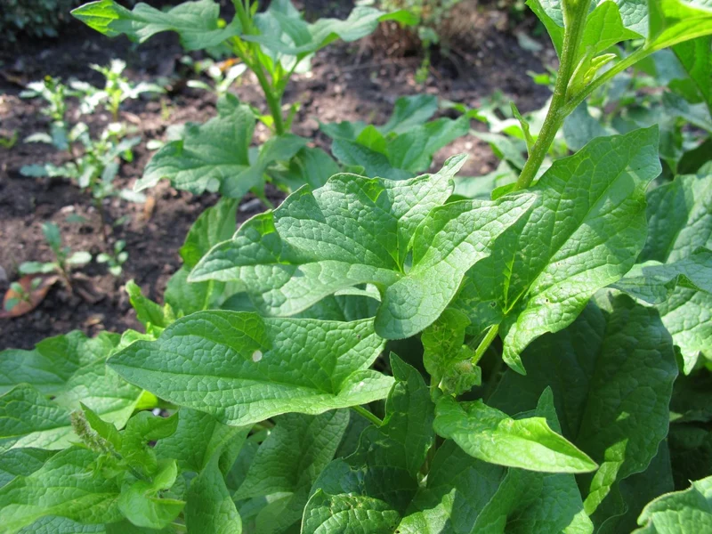 Guter Heinrich * Chenopodium bonus-henricus * 400 Samen