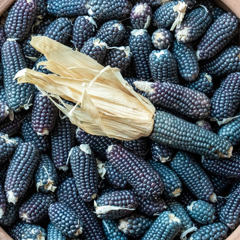 Bio-Popcornmais Negro Cine Samen