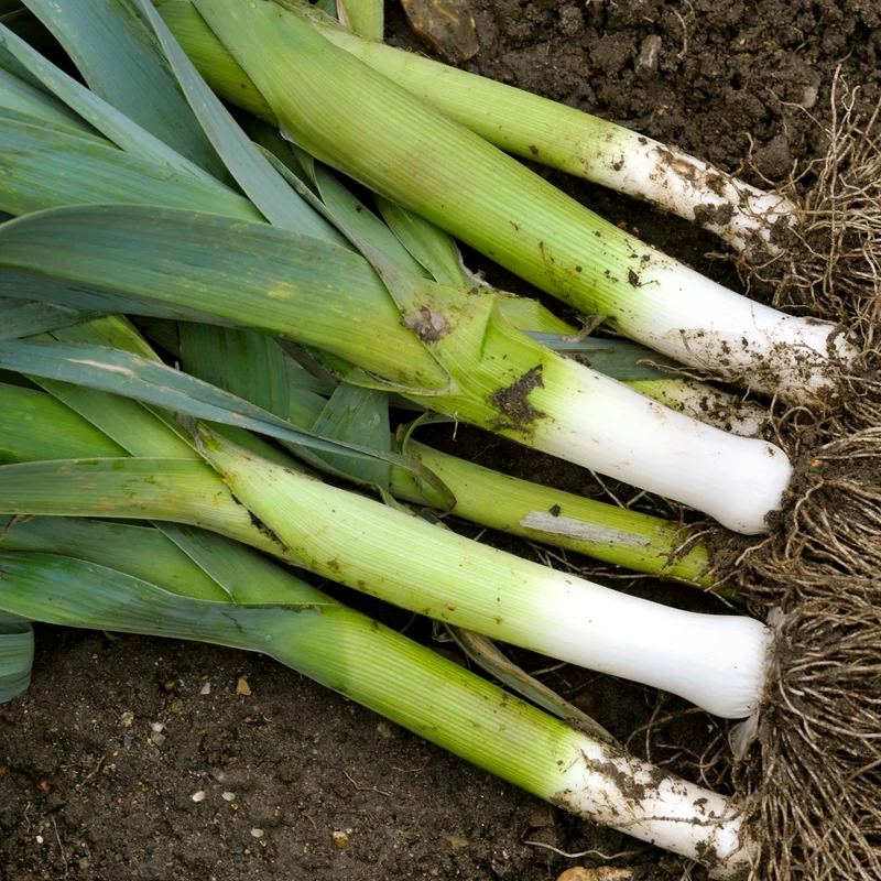 Lauch Herbstriesen 2 Hannibal Samen
