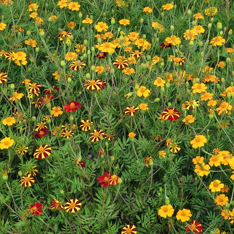 Blumenmischung – Anti-Nematoden