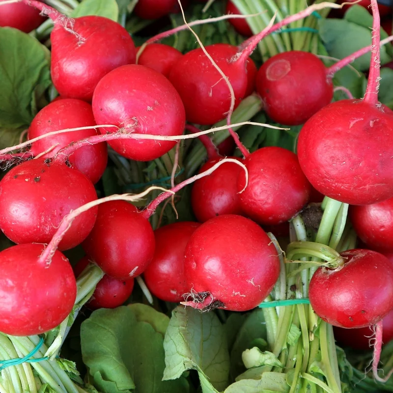 Bio-Radieschen Saxa 2 Samen MHD 06/27