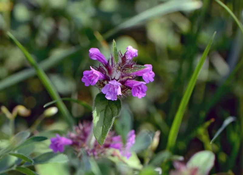 Gewöhnlicher Wirbeldost (Clinopodium vulgare)