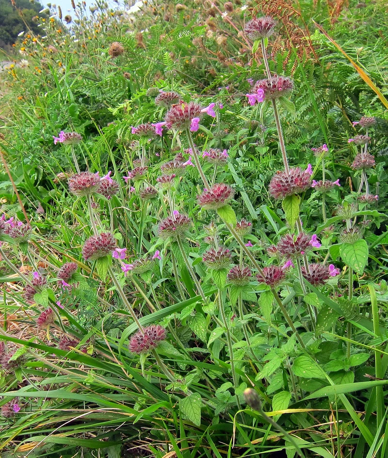 Gewöhnlicher Wirbeldost (Clinopodium vulgare)