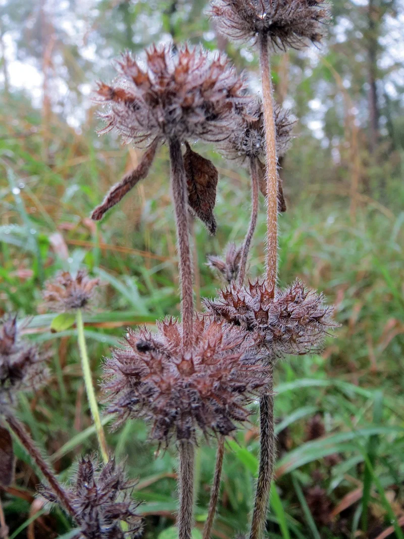 Gewöhnlicher Wirbeldost (Clinopodium vulgare)