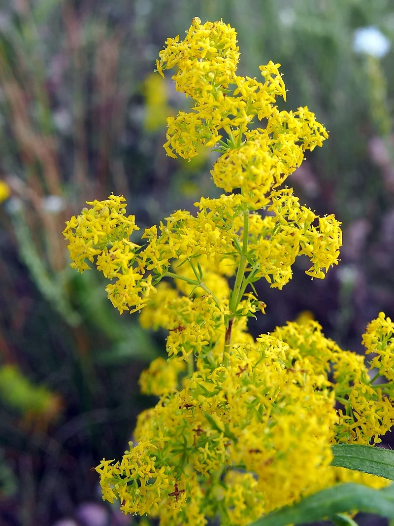 Echtes Labkraut (Galium verum)