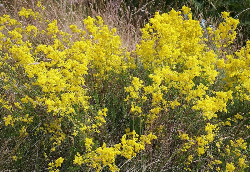 Echtes Labkraut (Galium verum)