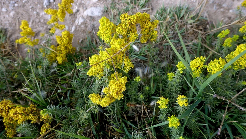Echtes Labkraut (Galium verum)