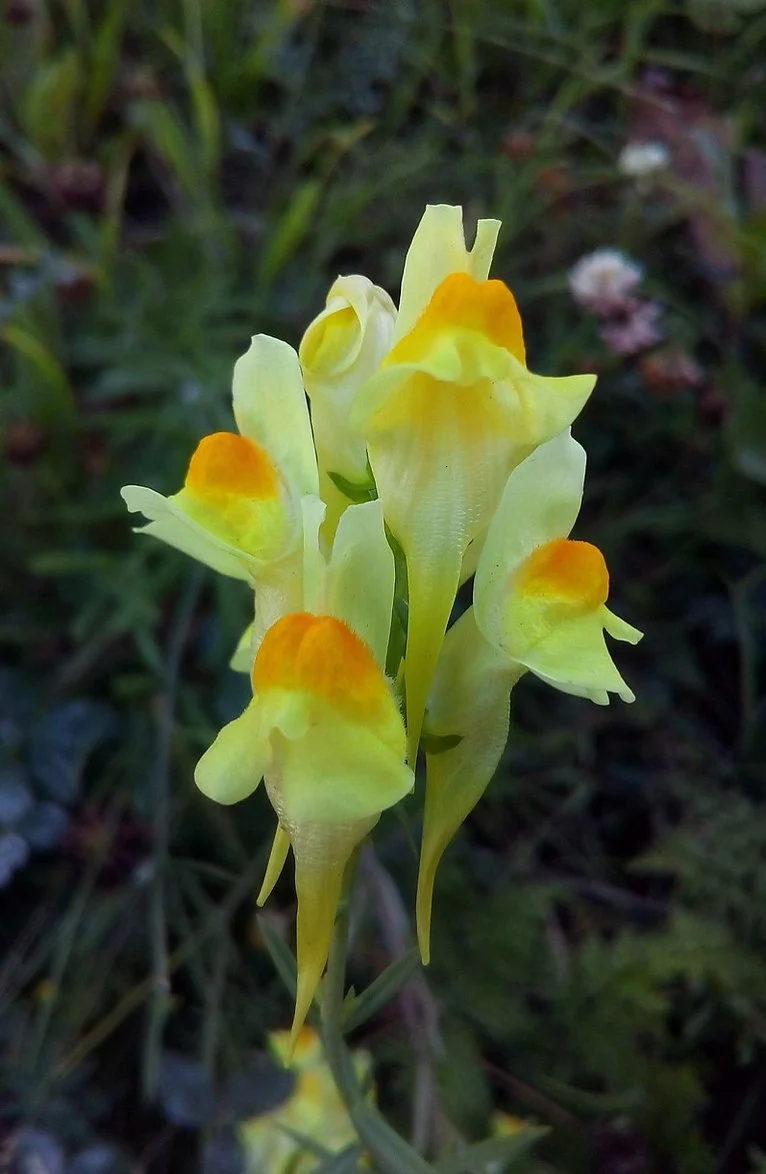 Echtes Leinkraut (Linaria vulgaris)