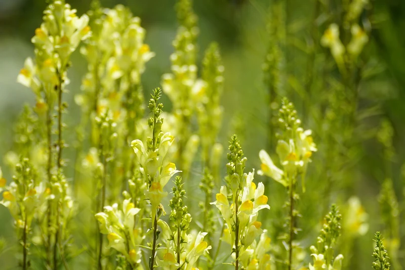 Gewöhnliches Leinkraut (Linaria vulgaris)