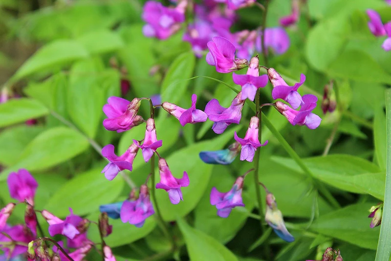 Frühlings-Platterbse (Lathyrus vernus)