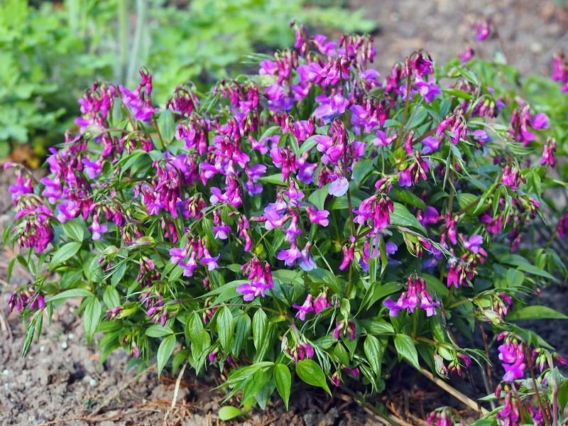 Frühlings-Platterbse (Lathyrus vernus)